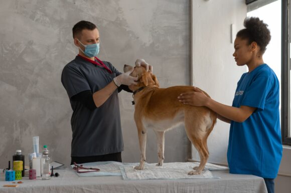 5 preguntas y respuestas sobre la farmacovigilancia veterinaria